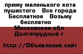 приму маленького кота пушистого - Все города Бесплатное » Возьму бесплатно   . Московская обл.,Долгопрудный г.